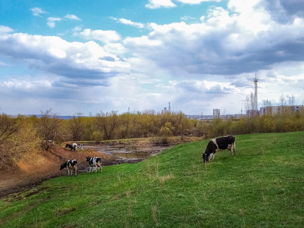 Коровы