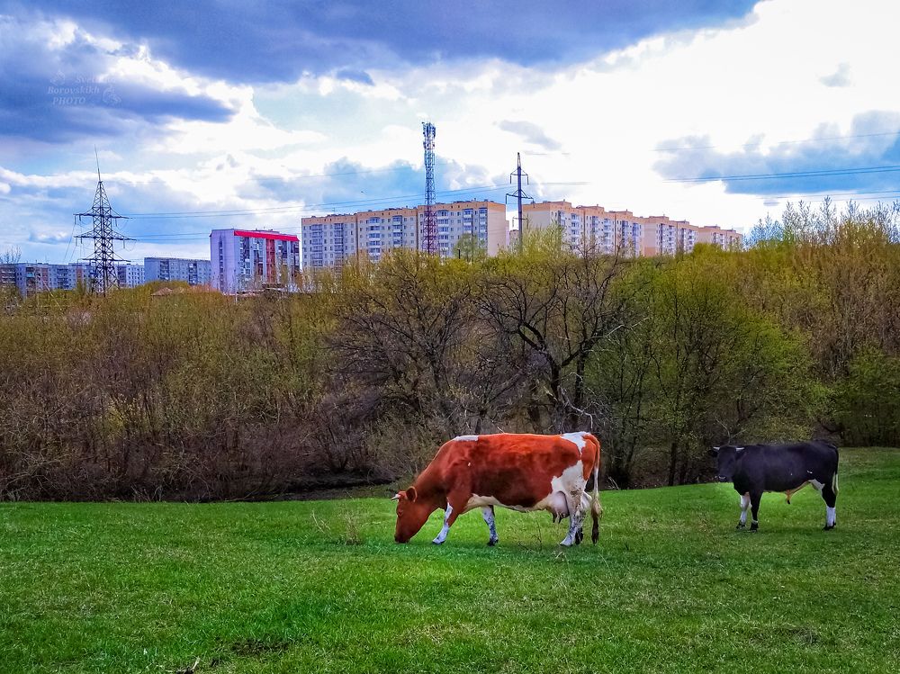 Коровы