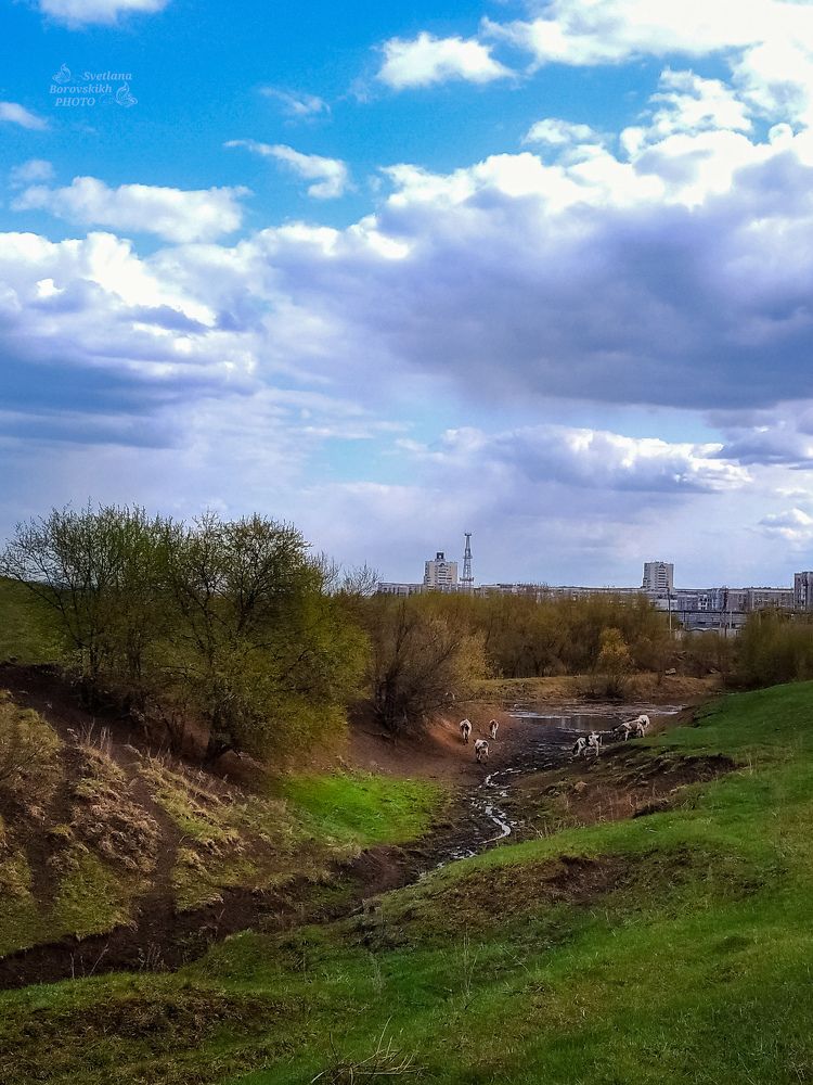 Коровы