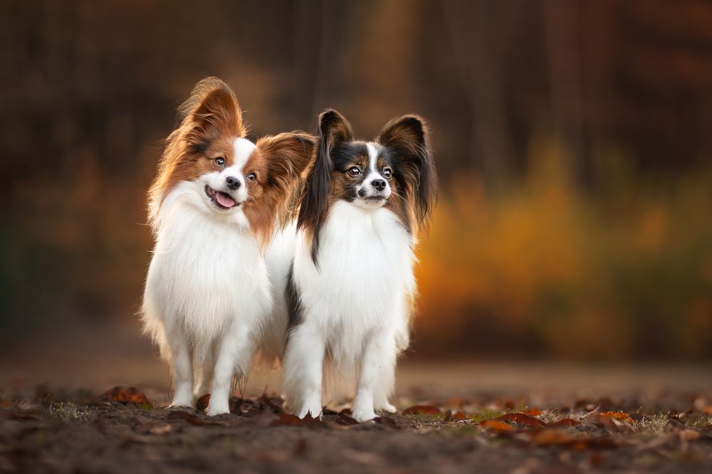 Furry Love