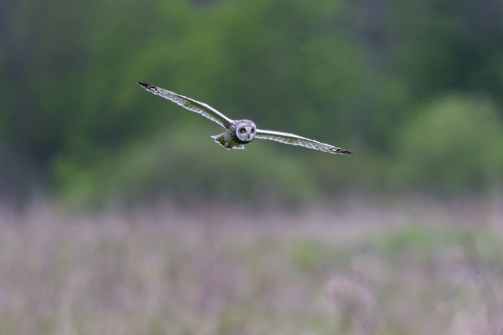 Photo 2639240