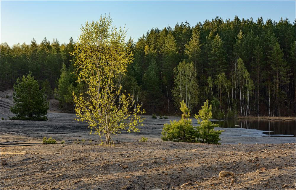 Первая зелень берёзы в утренней подсветке