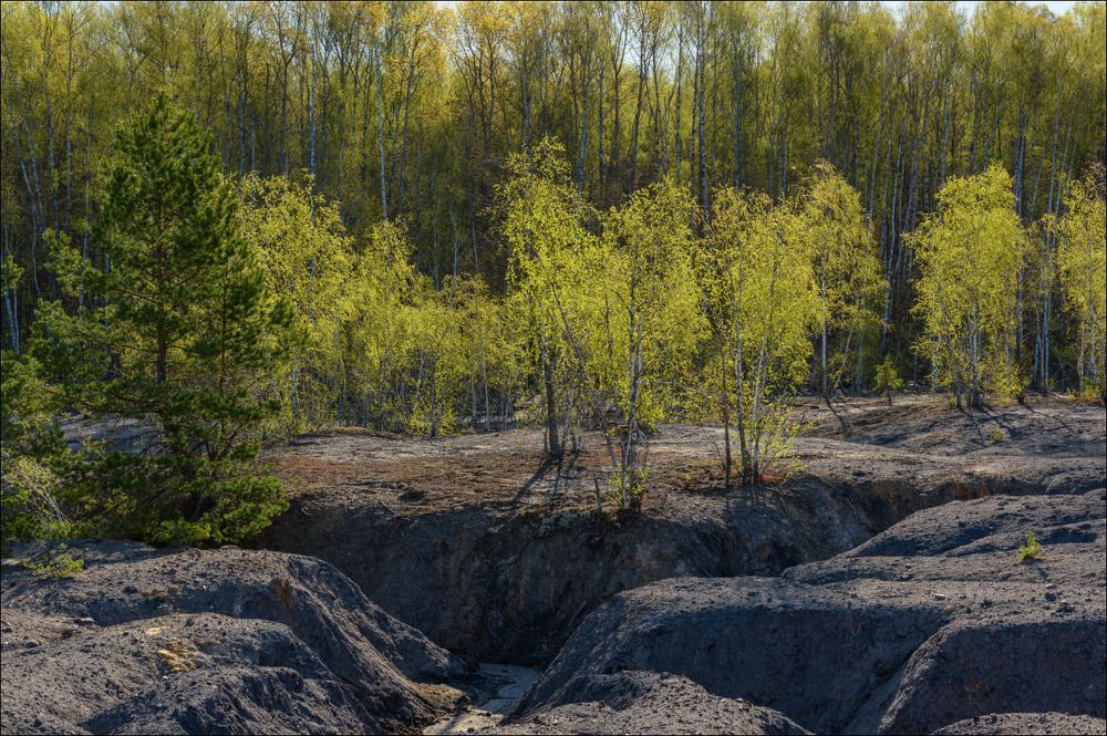 Берёзки карьера в лучах солнца