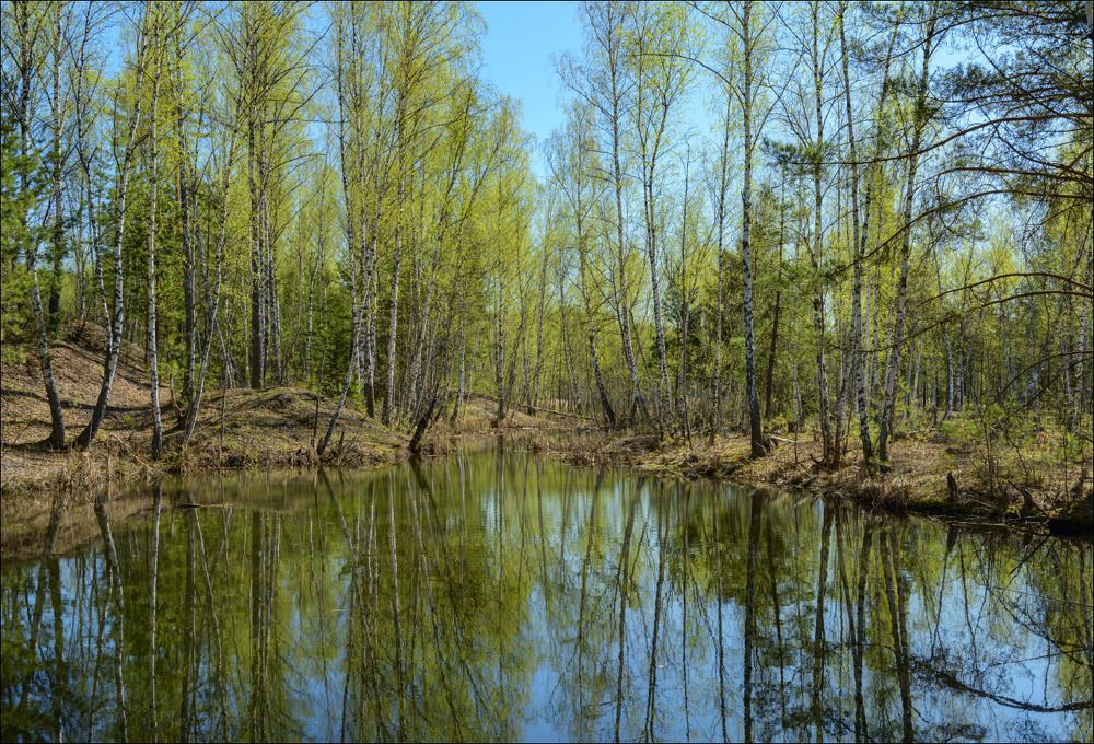 Первая зелень на бобровых прудах