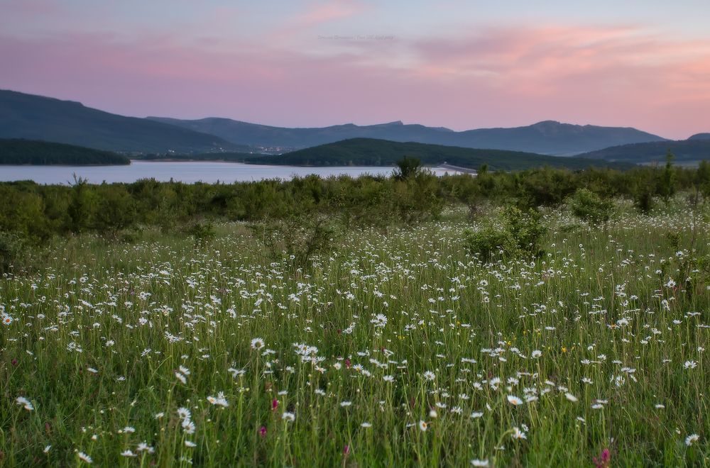 Крымская ромашка на закате
