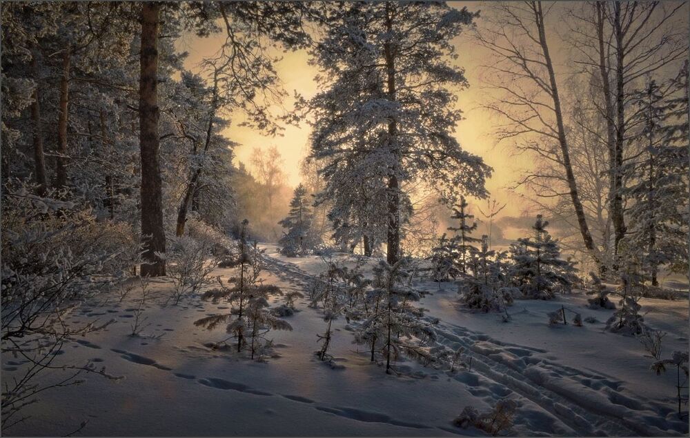 На лыжах вдоль речки