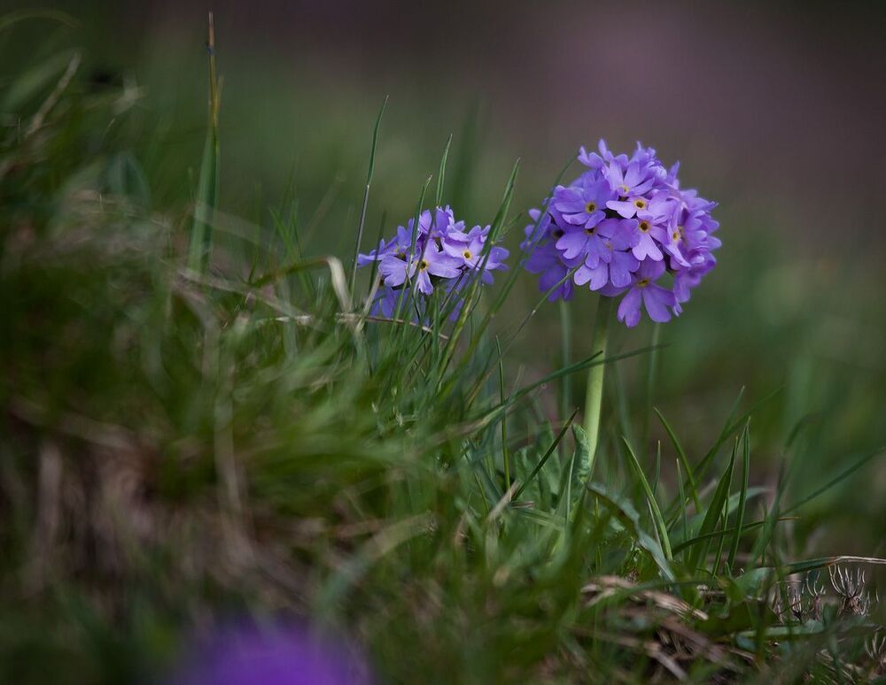 Примула, just primula...