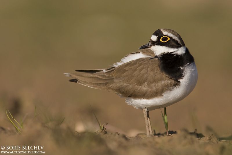 Ма́лый зуёк(лат. Charadrius dubius)
