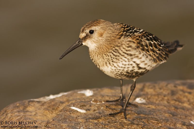 Чернозо́бик(лат. Calidris alpina)