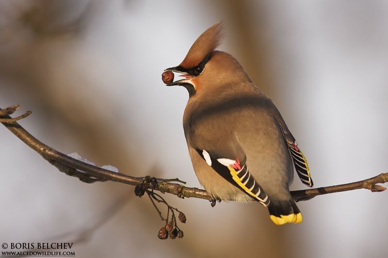 Свиристель(лат. Bombycilla garrulus)
