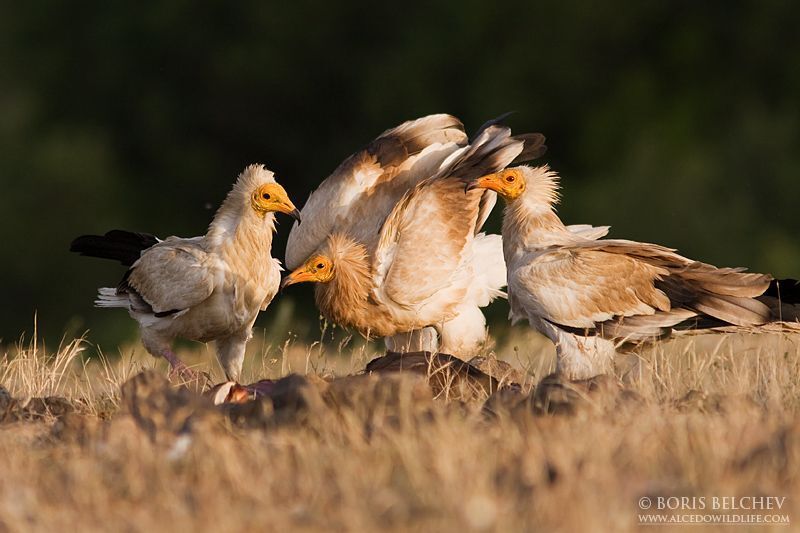 Обыкнове́нный стервя́тник(лат. Neophron percnopterus)