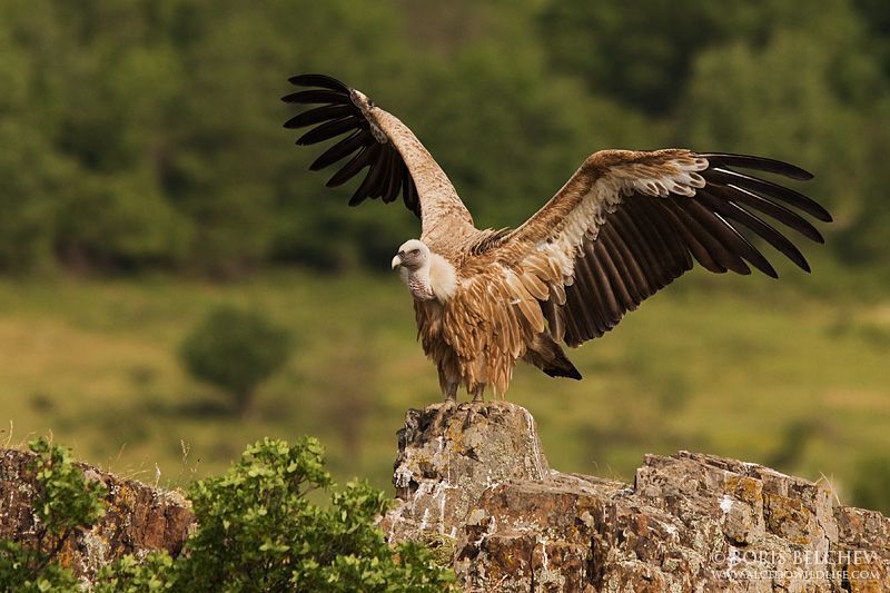 Белоголовый сип (лат. Gyps fulvus)