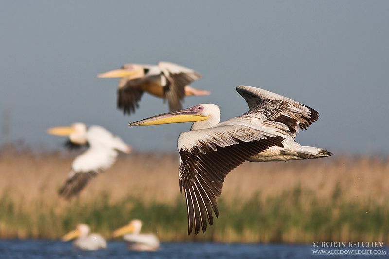 Ро́зовый пелика́н(лат. Pelecanus onocrotalus)