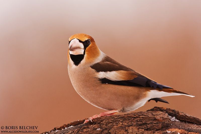 Обыкновенный дубонос(лат. Coccothraustes coccothraustes)