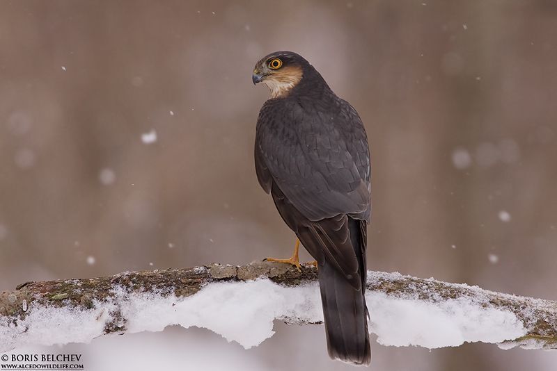 Ястреб-перепелятник(лат. Accipiter nisus)