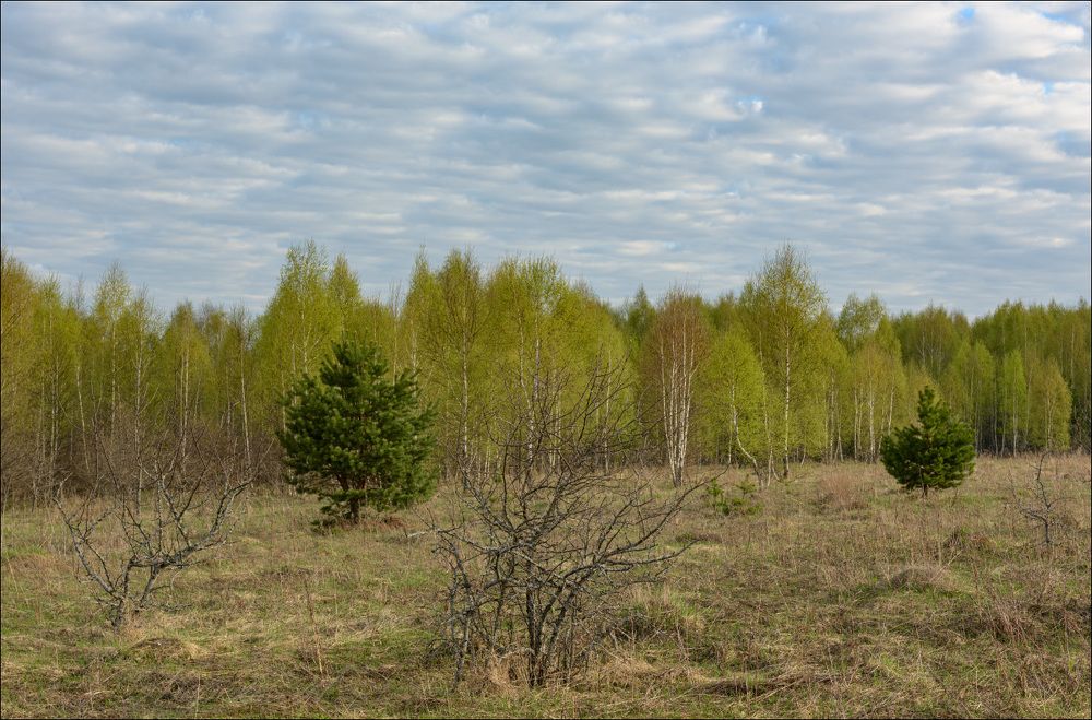 Цвет первой зелени на краю леса