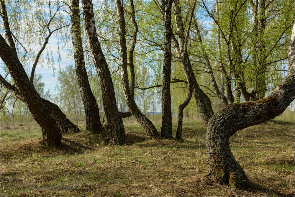 Танцующие берёзы в первой зелени