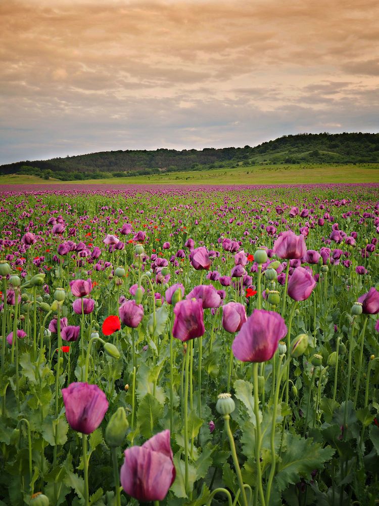 Poppy field 3