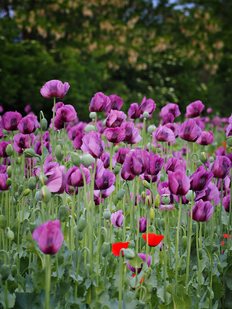 Poppy field 3