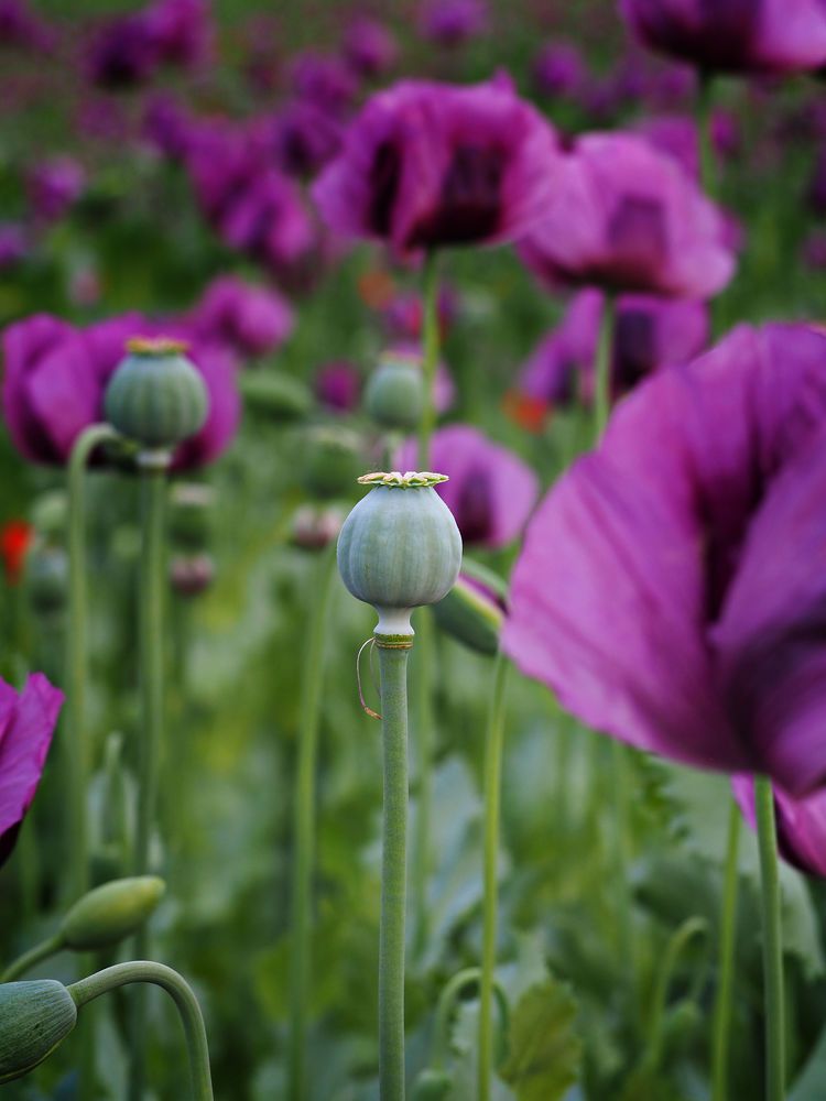 Poppy field 3