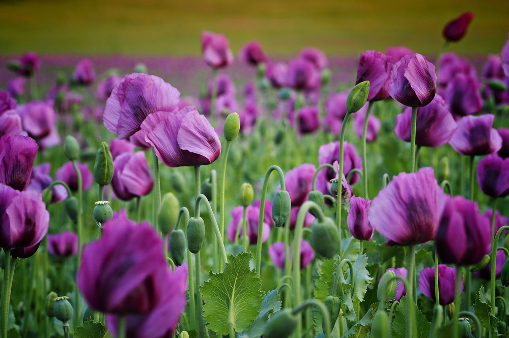 Poppy field 3