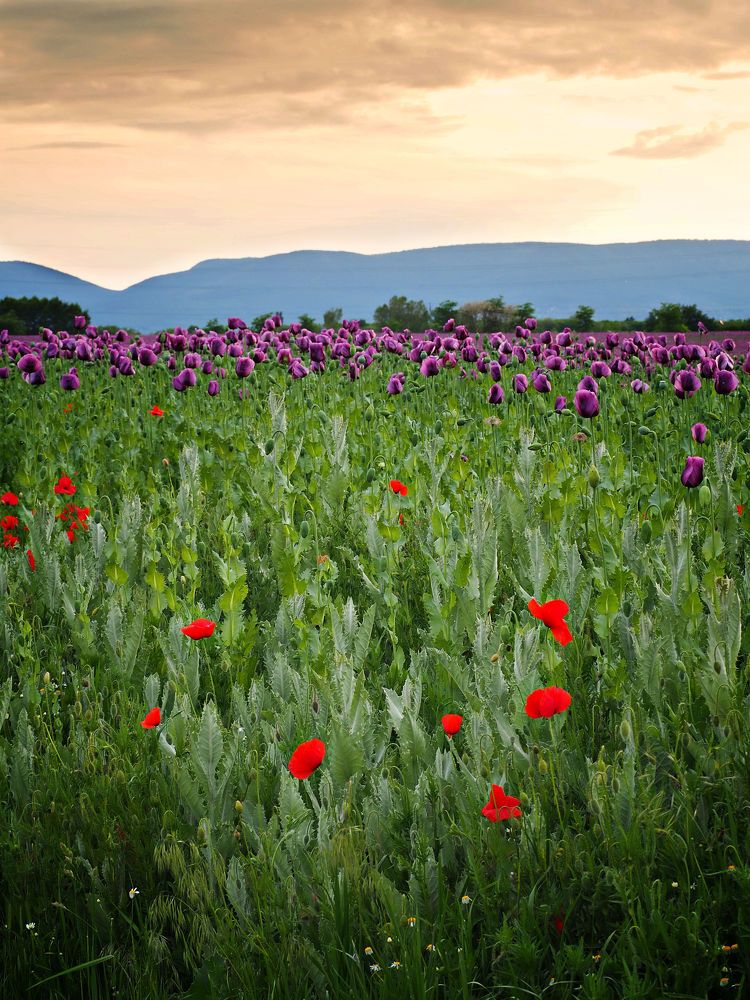 Poppy field 3