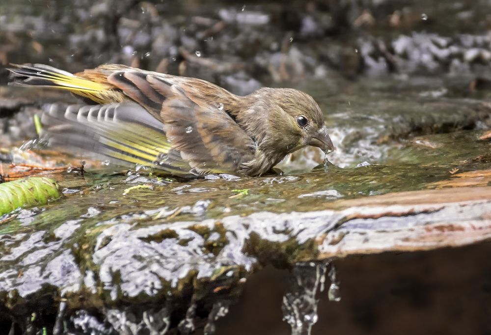 водичку в клюве для птенца
