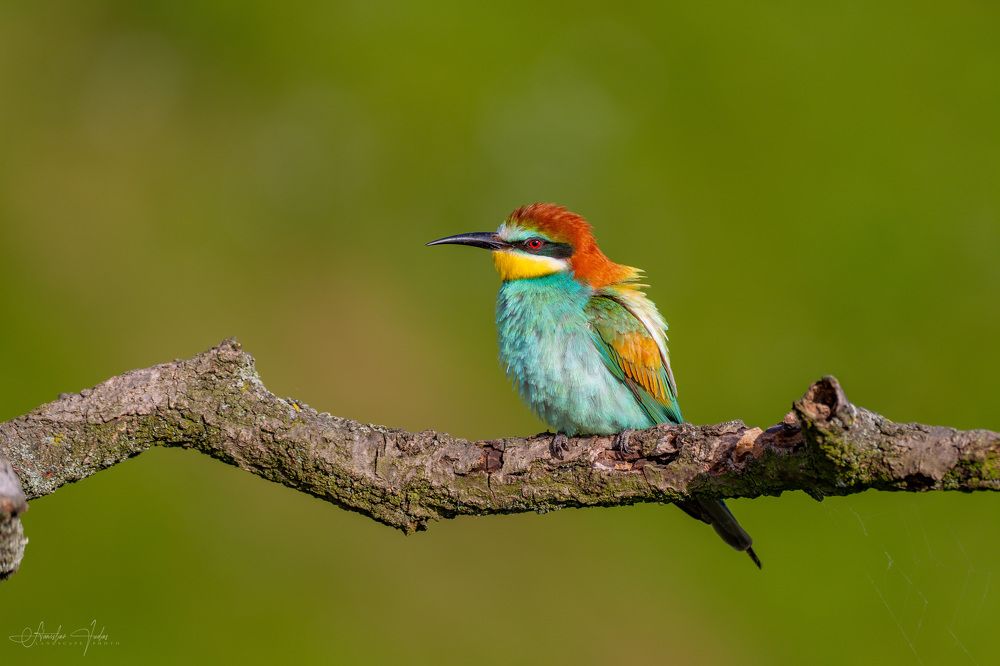 Merops apiaster