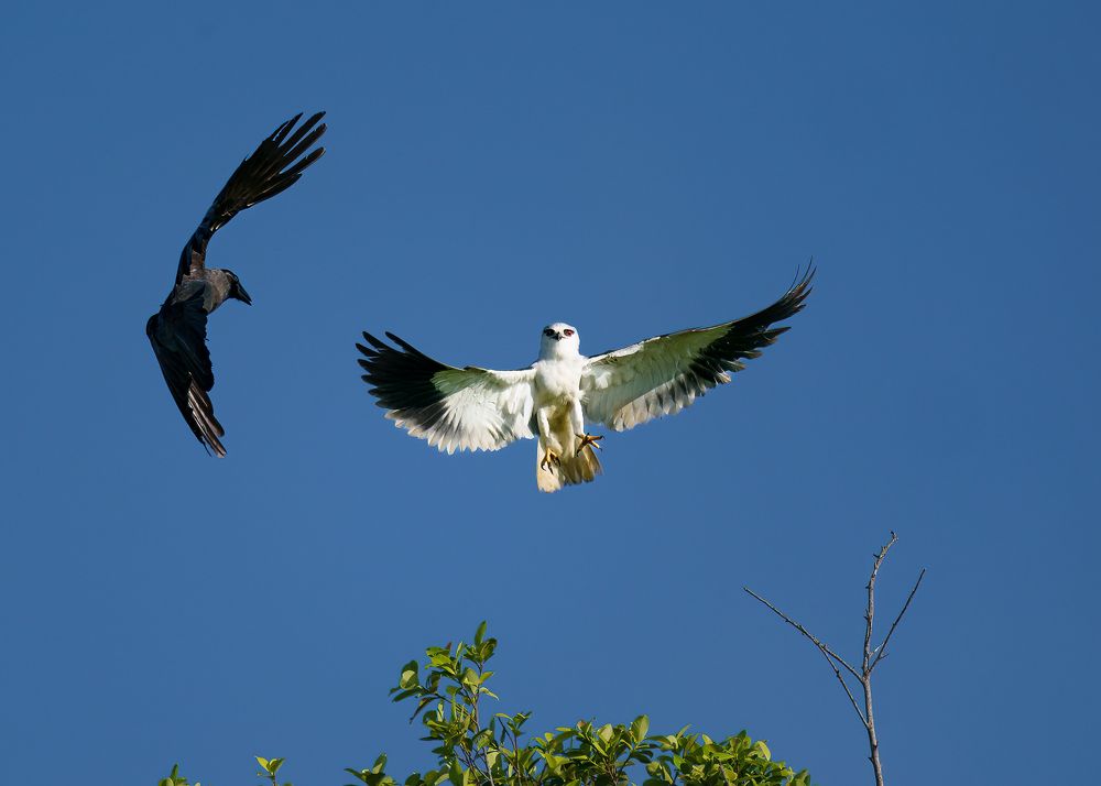 Introducing a passionate wildlife photographer, dedicated solely to capturing the untamed beauty of avian life in their natural habitats. I'm an individual deeply committed to the artistry and preservation of birds in the wild. With an unwavering ethos ag
