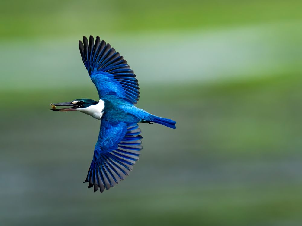 Introducing a passionate wildlife photographer, dedicated solely to capturing the untamed beauty of avian life in their natural habitats. I'm an individual deeply committed to the artistry and preservation of birds in the wild. With an unwavering ethos ag