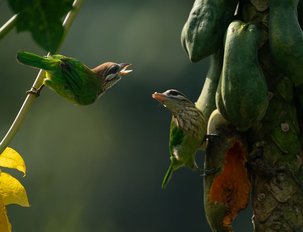 Introducing a passionate wildlife photographer, dedicated solely to capturing the untamed beauty of avian life in their natural habitats. I'm an individual deeply committed to the artistry and preservation of birds in the wild. With an unwavering ethos ag