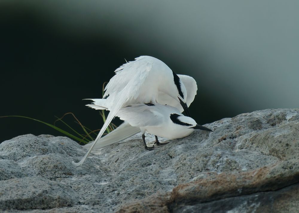 Introducing a passionate wildlife photographer, dedicated solely to capturing the untamed beauty of avian life in their natural habitats. I'm an individual deeply committed to the artistry and preservation of birds in the wild. With an unwavering ethos ag