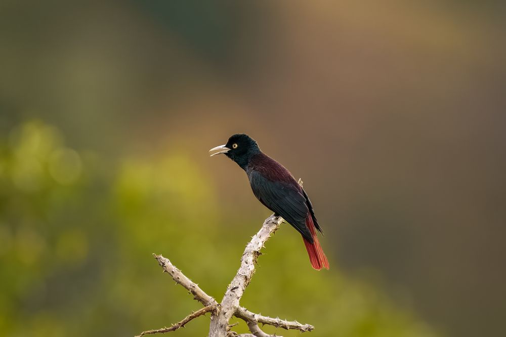 Introducing a passionate wildlife photographer, dedicated solely to capturing the untamed beauty of avian life in their natural habitats. I'm an individual deeply committed to the artistry and preservation of birds in the wild. With an unwavering ethos ag