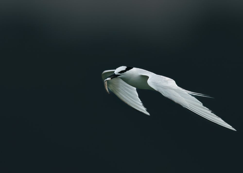 Introducing a passionate wildlife photographer, dedicated solely to capturing the untamed beauty of avian life in their natural habitats. I'm an individual deeply committed to the artistry and preservation of birds in the wild. With an unwavering ethos ag