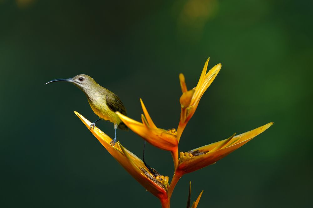 Introducing a passionate wildlife photographer, dedicated solely to capturing the untamed beauty of avian life in their natural habitats. I'm an individual deeply committed to the artistry and preservation of birds in the wild. With an unwavering ethos ag
