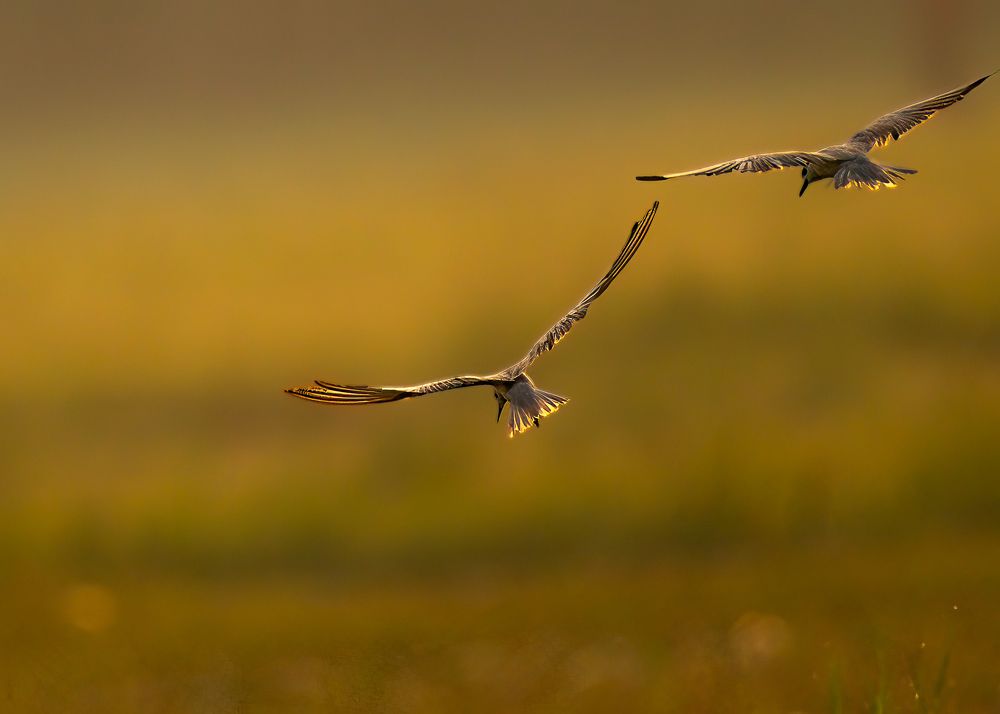 Introducing a passionate wildlife photographer, dedicated solely to capturing the untamed beauty of avian life in their natural habitats. I'm an individual deeply committed to the artistry and preservation of birds in the wild. With an unwavering ethos ag