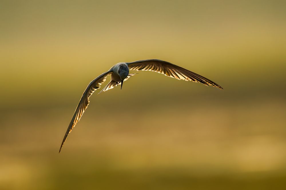 Introducing a passionate wildlife photographer, dedicated solely to capturing the untamed beauty of avian life in their natural habitats. I'm an individual deeply committed to the artistry and preservation of birds in the wild. With an unwavering ethos ag