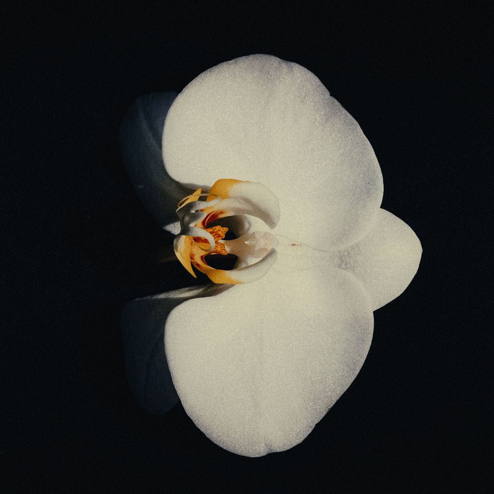 Blossom
