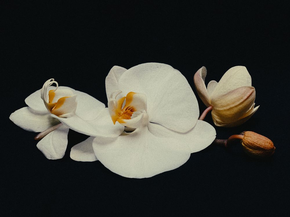 Blossom