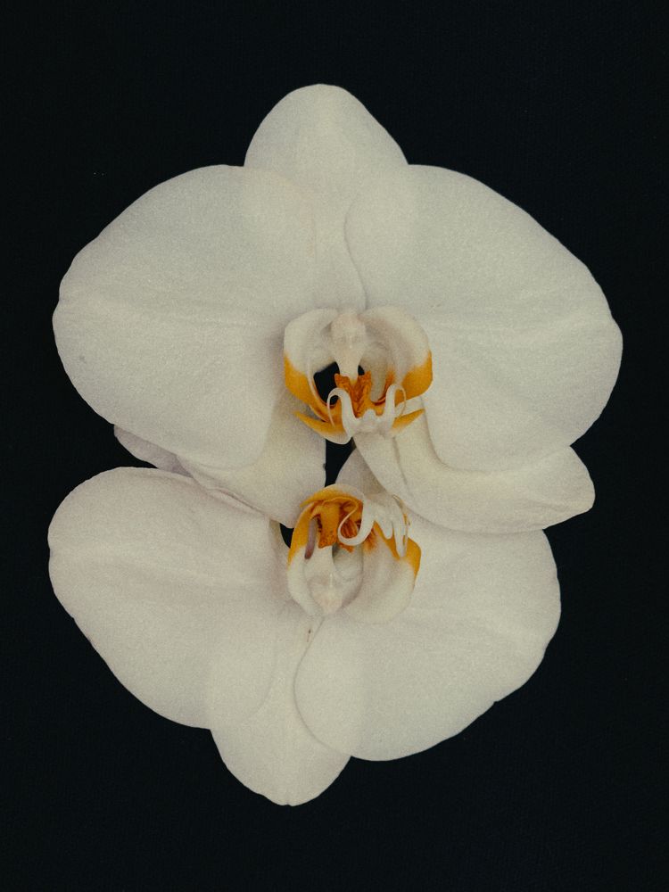 Blossom