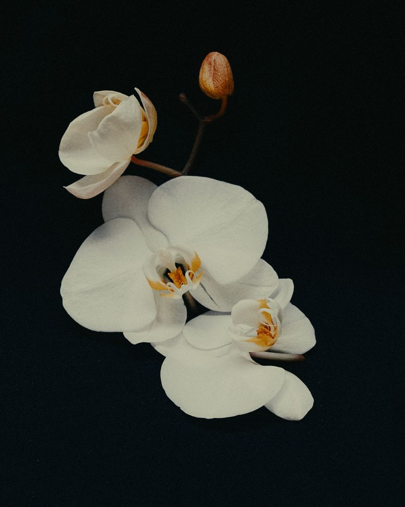 Blossom