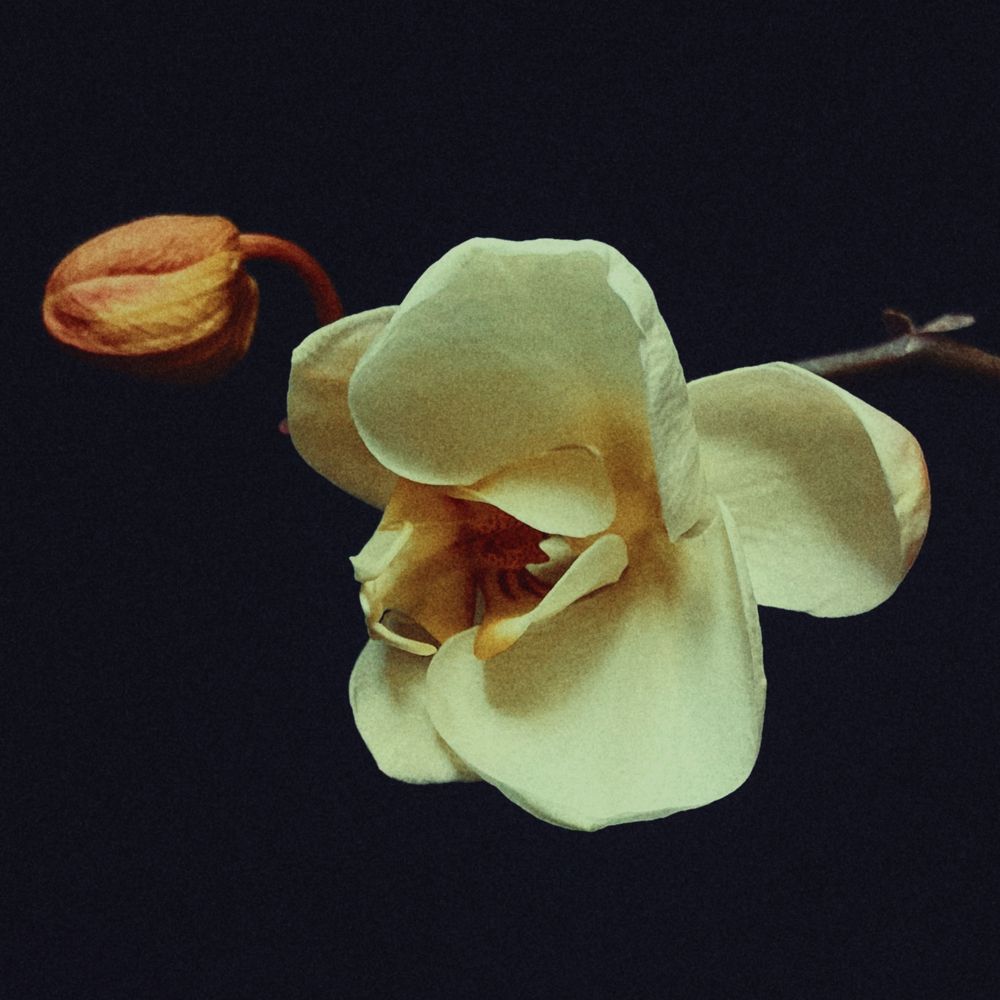 Blossom