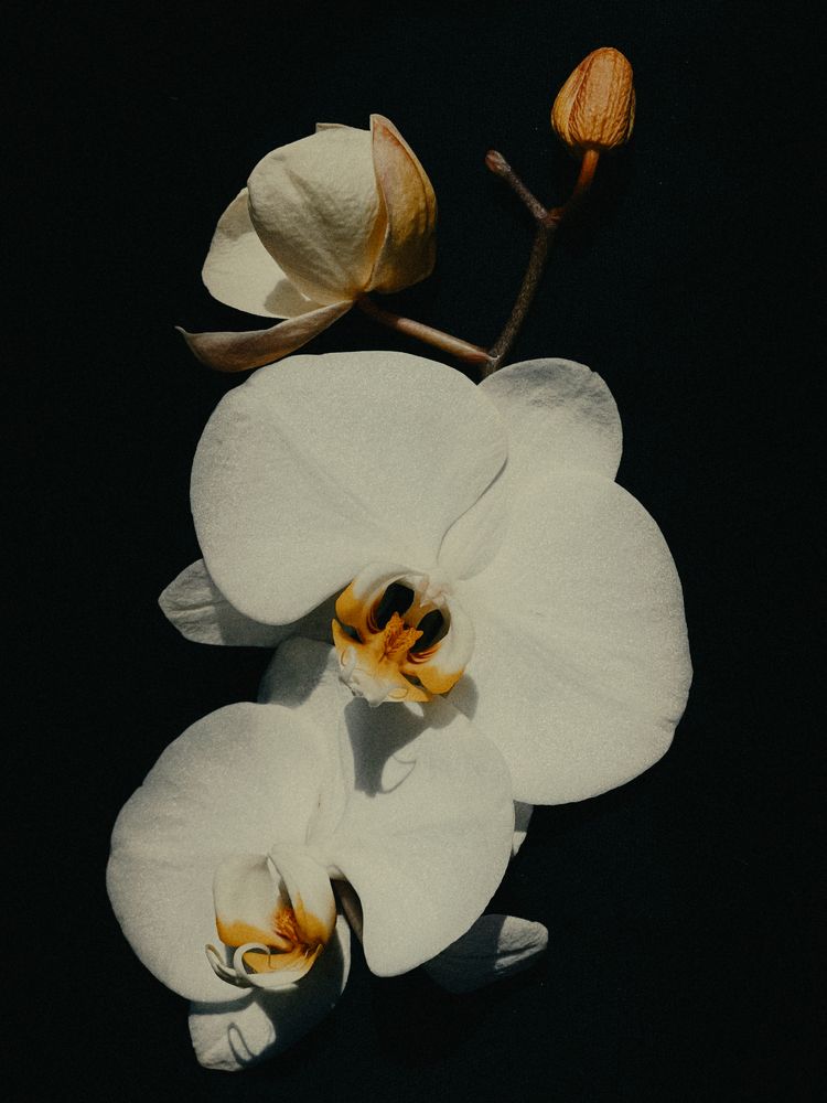 Blossom