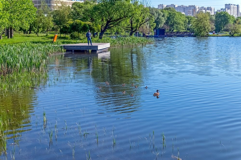 Майским утром на городском пруду