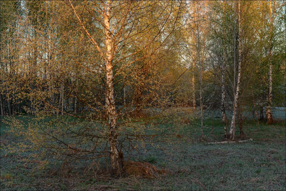 Заиндевелая зелень берёз в первых лучах