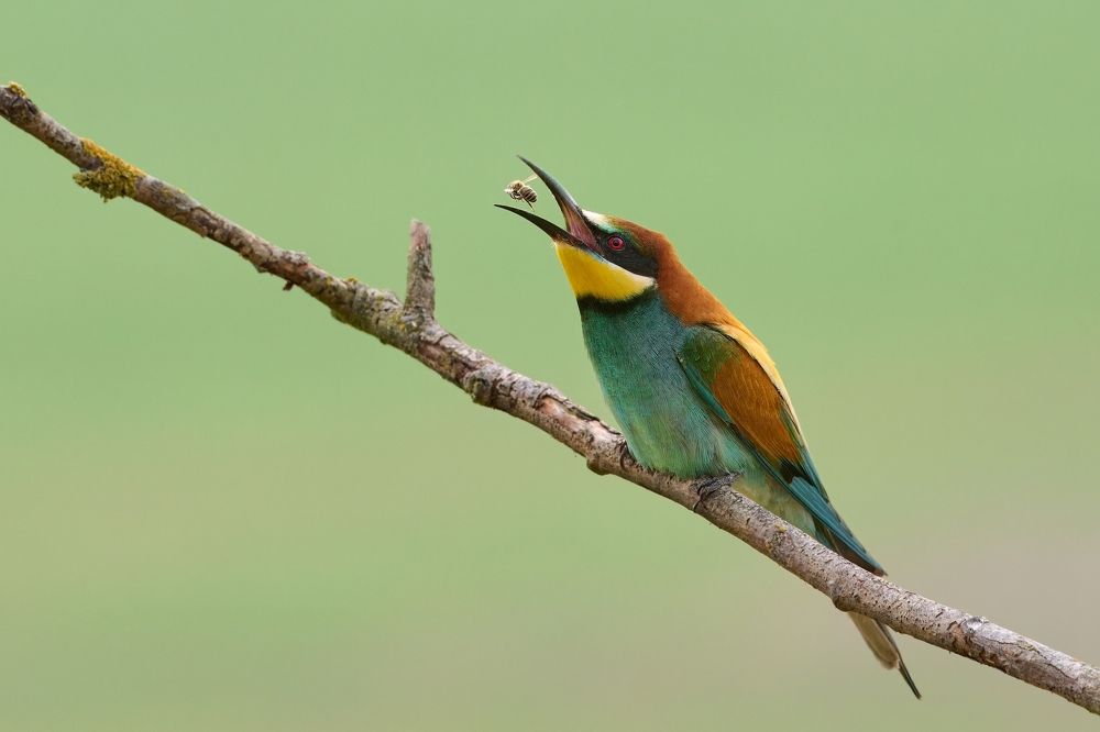 Birds in Czech republic