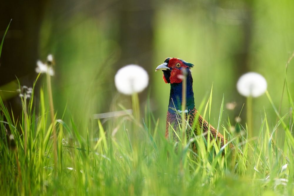 Birds in Czech republic