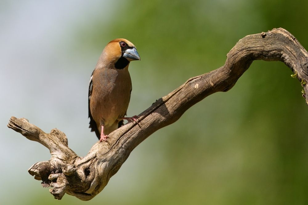 Birds in Czech republic