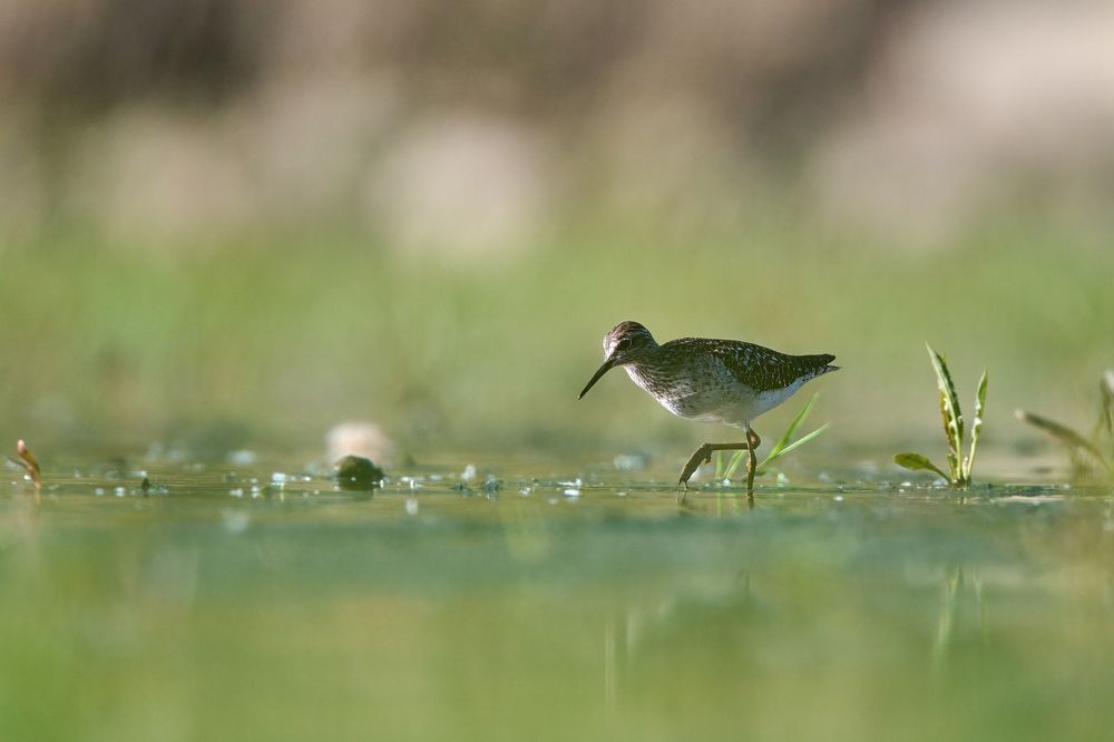 Birds in Czech republic