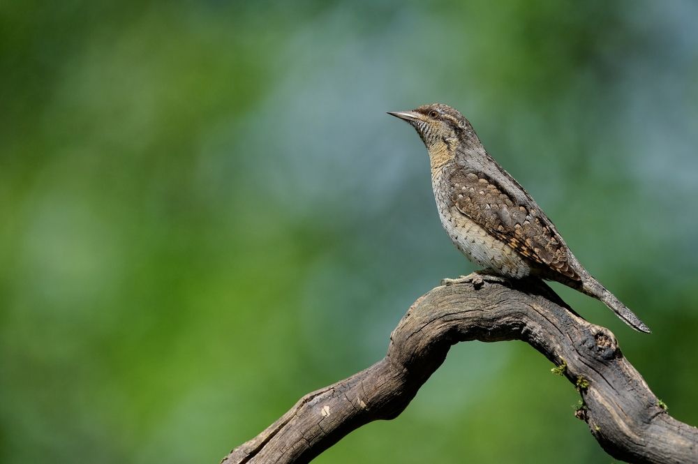Birds in Czech republic